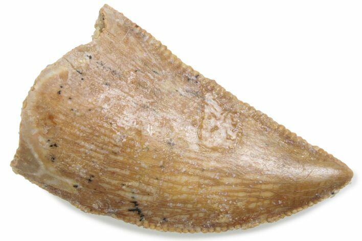 Serrated Raptor Tooth - Real Dinosaur Tooth #376451